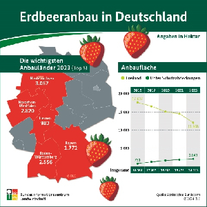 Erdbeeranbau in Deutschland